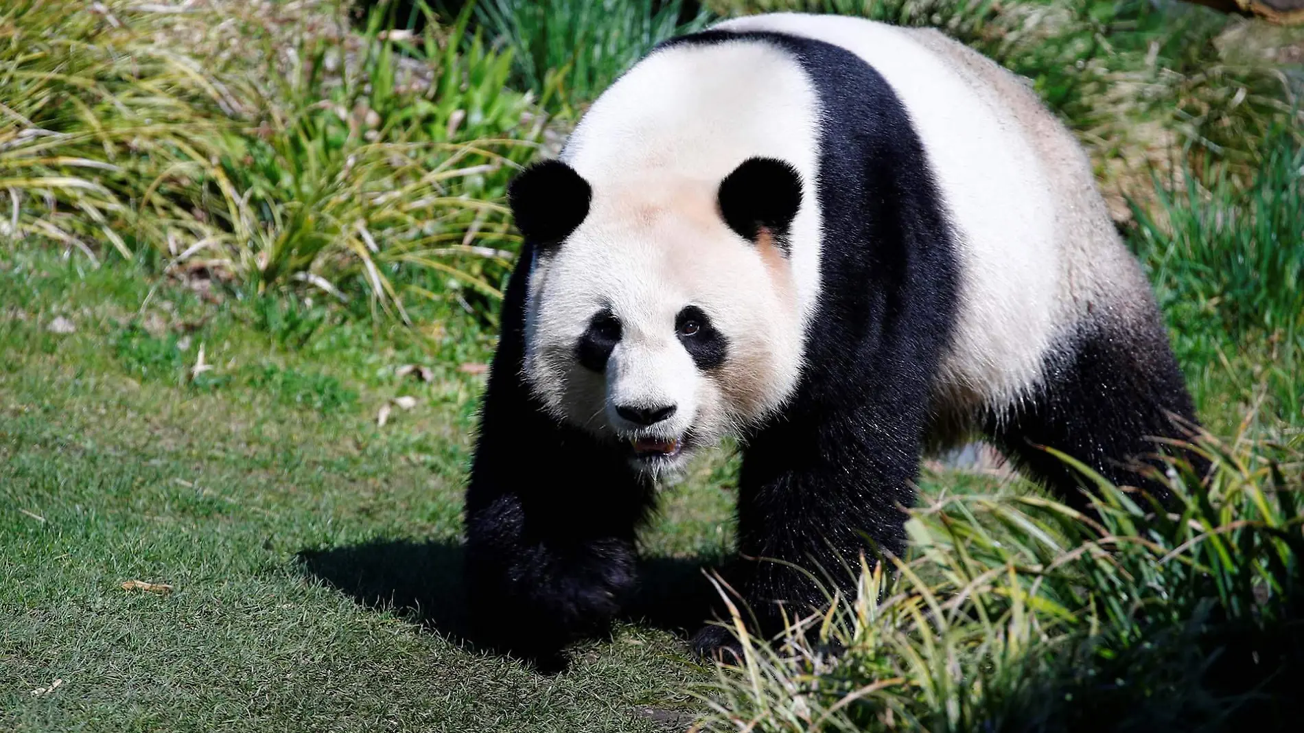 oso panda REUTERS